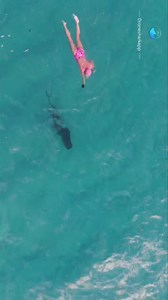 120K views · 1.4K reactions | SWIMMER BUMPS INTO SHARK AND FREAKS Don’t worry, it’s only buckled Nelly the #greynurseshark What a morning out there at #bondibeach Nelly was everywhere, scaring humans and cruising around in big salmon schools. WHAT WOULD YOU DO IF YOU CAME ACROSS A SHARK ? Great Underwater shot from @angie.swims ( Instagram) . #shark #dronevideo #dronesharkapp #dronefootage #australia | Drone Shark App | Facebook