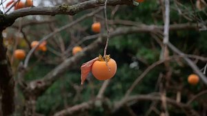 How To Grow Persimmon From Seed In Your Kitchen Garden