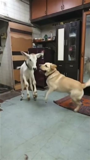 mauj masti donon video#bhojpuri #song #bhojpurisong #newsong #dance