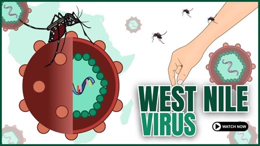 West Nile Virus Transmission Cycle and Pathogenesis | Mahrukh Saeed Gillani posted on the topic | LinkedIn