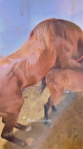 good shots #tiktokgrowthchallenge #arabianhorse #breeder #mating #litlehorse #mare #horse