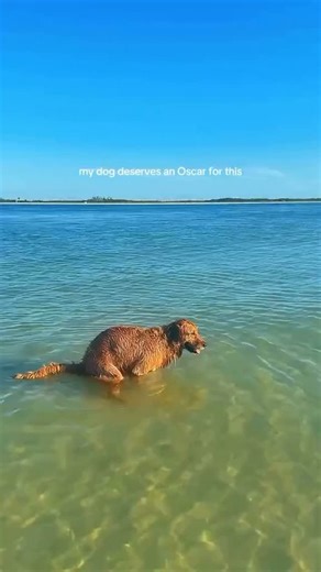 Snake in the water! #poopingpooches #water #goldenretriever #waterdog #dog #dogsonadventures #lake #lakelife | Pooping Pooches