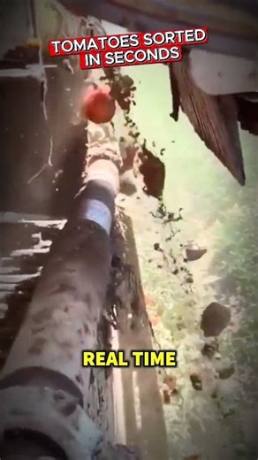 The Electronic Sensor Changing Tomato Sorting Forever #FoodTech