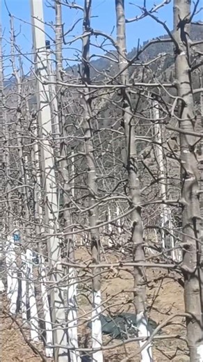 mm111 rootstocks gala apple orchard