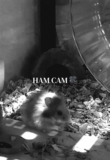 First ‘Ham Cam’ footage 🎥 I set up a Tapo webcam in the tank and Emmy came out to inspect. I placed my hand nearby so she can get used to my scent. I know her cage is looking sparse, I have sprays, clutter and various substrate to add. #newhamster #hamstertok #petcamera #adoptdontshop #pettok