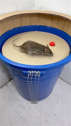 👉 Smart Bucket Trap: A Simple Physics DIY #rat