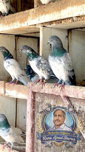 Breeder Pigeons: Tips for Care and Maintenance