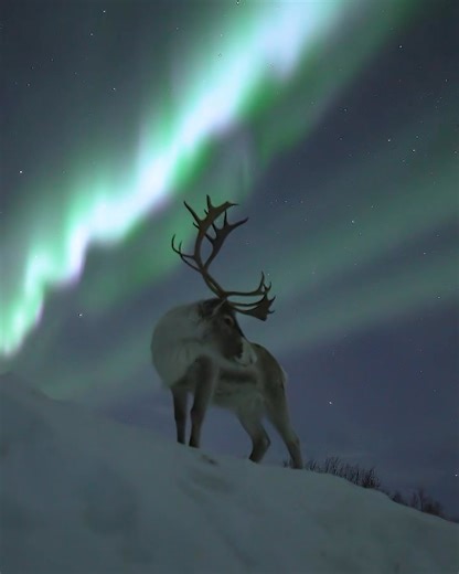 359K views · 19K reactions | Love this | Aurora Borealis Observatory | Facebook