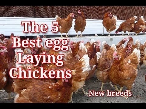 The 5 Latest Best Commercial Egg Laying Chicken