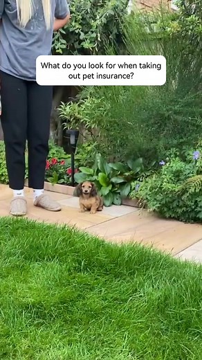 Adorable Dachshund Puppy Compilation