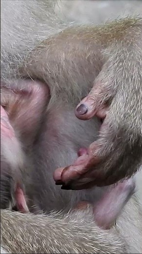 Wild Monkey Gives Birth and Protects Her Newborn Against All Odds! 🐒😭 #animals