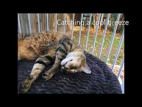 Cat Solarium Cat Window Box