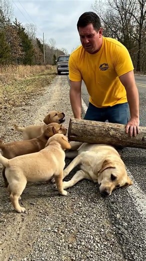 Kind Man Saves Mother Labrador and Her Puppies on Roadside #animalrescue #dog