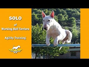 Working Bull Terrier Solo ,agility training!