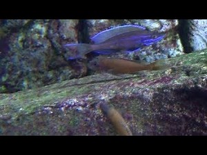 Mating paracyprichromis nigripinnis blue neon