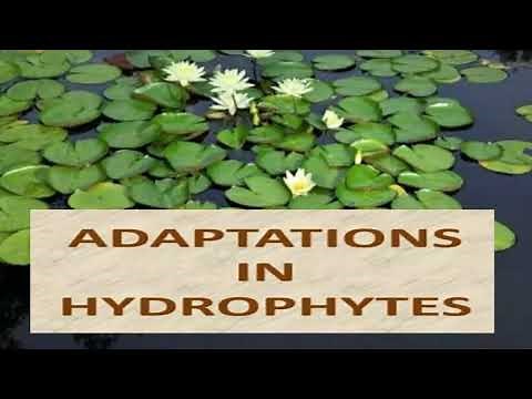Adaptations of Hydrophytes