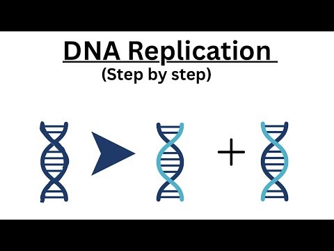 DNA Replication Explained Clearly | NCERT | NEET |AP | SAT Biology