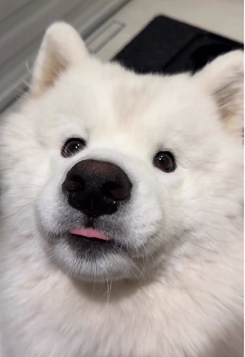 Dog Enjoys Sweet Mango Treats