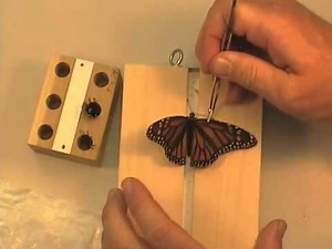 How to Spread a Butterfly