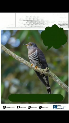 #birdnov2025 Answer to the Day 3 of OrniQuiz: 8 to 8 is Indian Cuckoo! Most of you got the correct answer today! The possible confusion could've been due to Common Hawk-Cuckoo and Indian Cuckoo are both brood parasites and can be found in forests. The key to call identification is the four-note call which is likened to "one-more-bottle" or "crossword-puzzle" is characteristic to Indian Cuckoo. Stay tuned everyday for more quizzes! ----------------------------- Media Credit Call recording: Partha