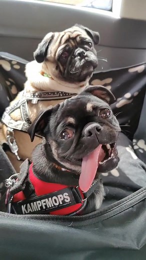 Autofahren mit Nala und Simba: Ein aufregendes Abenteuer