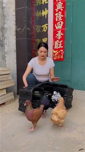 #Large-bodied Yuanbao Ringneck Pigeons #Large-bodied Yuanbao Pigeons #Pigeon Breeding