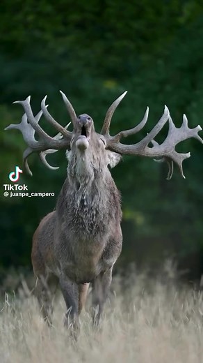 Incredible Elk Bugling Experience in the Wild