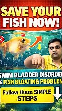 Save Your Fish NOW! 😱 Swim Bladder & Bloating Treatment Guide