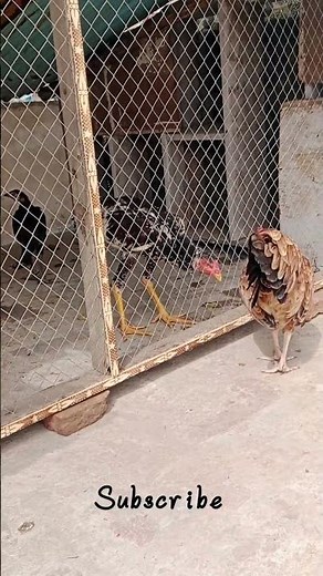 Aseel Rooster vs Desi Hen | Real Village Chicken Fight | Powerful Aseel Rooster Action