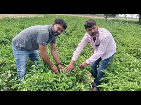 seminis "huntington" capsicum seeds || शिमला मिर्च हंटिंगटन || शिमला मिर्च का बीज कैसे खरीदें