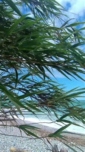 Reeds by the Sea | Natural Waves & Pebble Beach Sounds