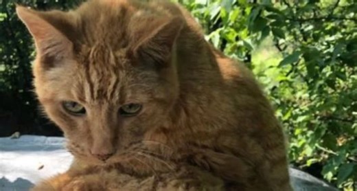 Tiger, Now 31, Going Strong with Plenty of Lives Left