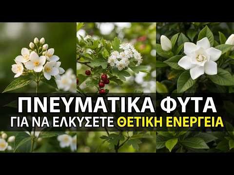 15 Πνευματικά Φυτά που Φέρνουν Θετική Ενέργεια στο Σπίτι Σου