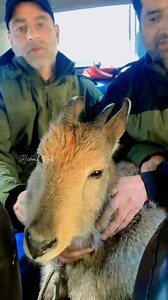 2.2K views · 52 reactions | Wild Goat( Markhor) caught alive in Boniyar by Police and wild life department Video Courtesy:- Journalist Nasir Malik | The Kashmir Post. | Facebook