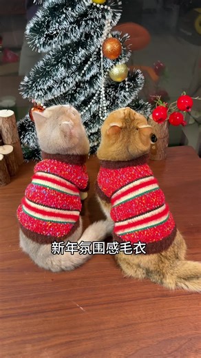 波点小毛衣：给毛孩子的新年搭配