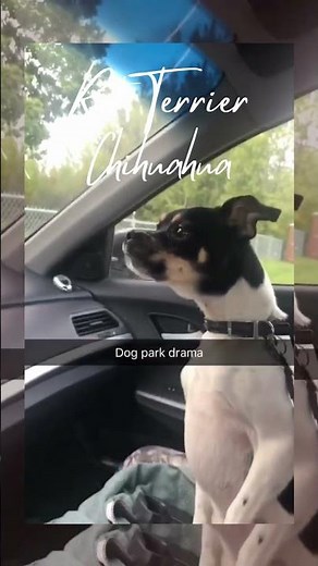 Look at his behavior! Rat Terrier Chihuahua Mix