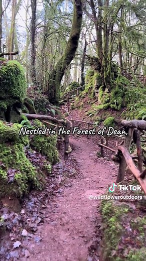 Exploring Puzzlewood: A Magical Ancient Forest Adventure