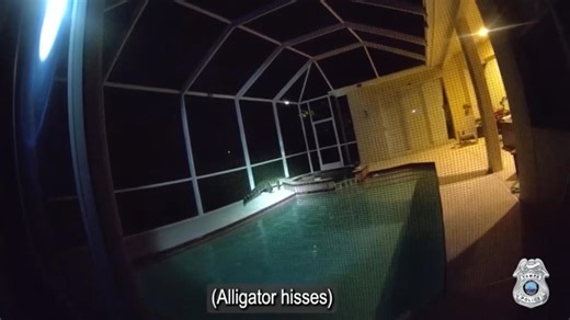 Alligator hisses, thrashes as Tampa police officers work to remove it from pool
