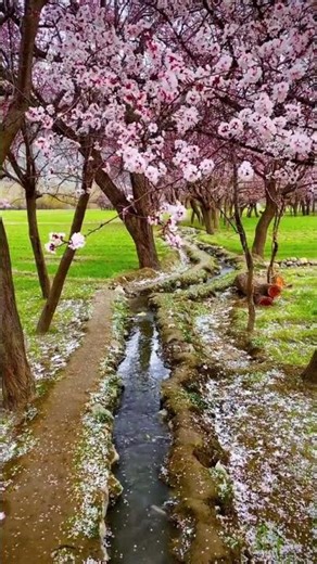 Spring Serenity: Flowing Water & Birds Singing