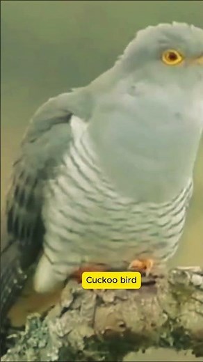 Cuckoo Bird’s Mysterious Call 🐦 #original #birdsounds #wildlife #animals #birdsongs #naturesvoice