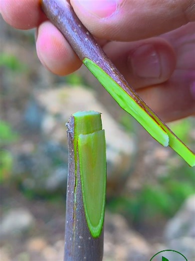 Easy Grafting Techniques for Apple Trees