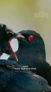 Extraordinary Animals: White-winged choughs
