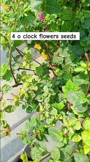 4 o'clock plant / how to grow mirabilis Jalapa from seeds #4o'clock#gardening #plants