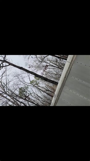 Got a mad squirrel! Been barking at me for awhile now!