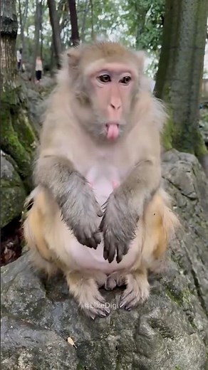 🤣 Best Monkey Fails & Funny Moments 2025 🐒 | Try Not To Laugh!