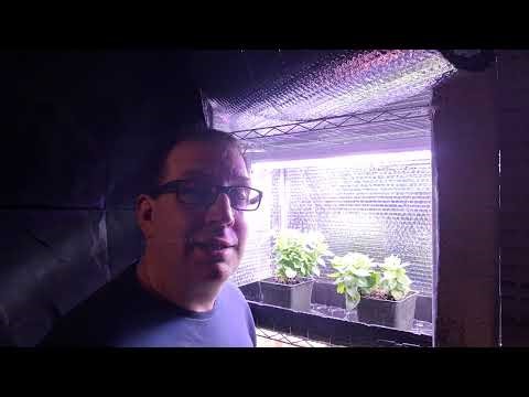 Growing Flowers Under LED Lights