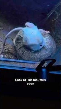 Feeding Your Snake Frozen Thawed Or Live?! | WHAT’S Better?!