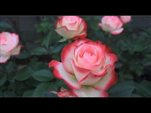 篠宮バラ園 バラ紹介#3