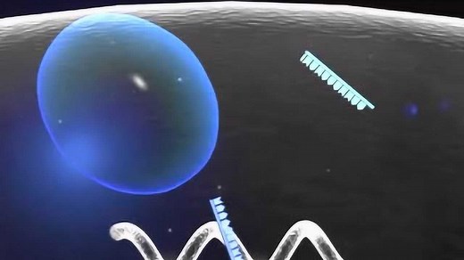 shrna与sirna的区别