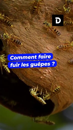 Comment faire fuir les guêpes ? #guêpe #astuce #printemps #insectes #citron #lavande #café